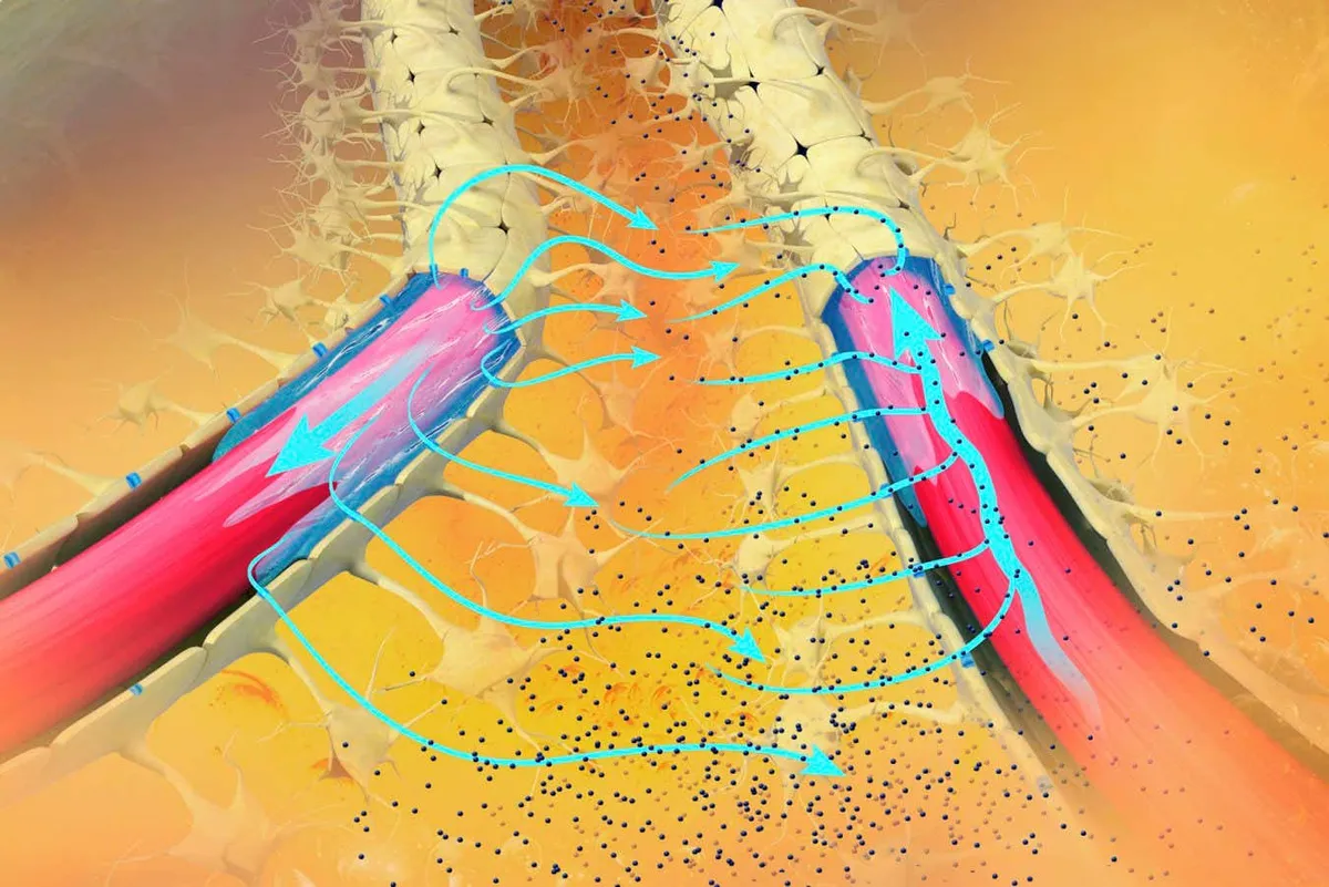 Nieuwe stap in Alzheimer-onderzoek: medicijnen helpen hersenen bij het opruimen van afval
