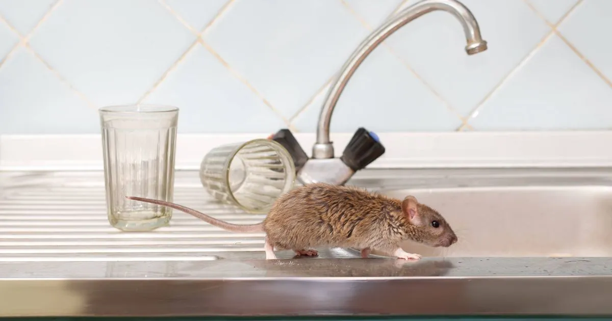 Ratten en muizen blijven weg als je elke dag 60 seconden besteedt