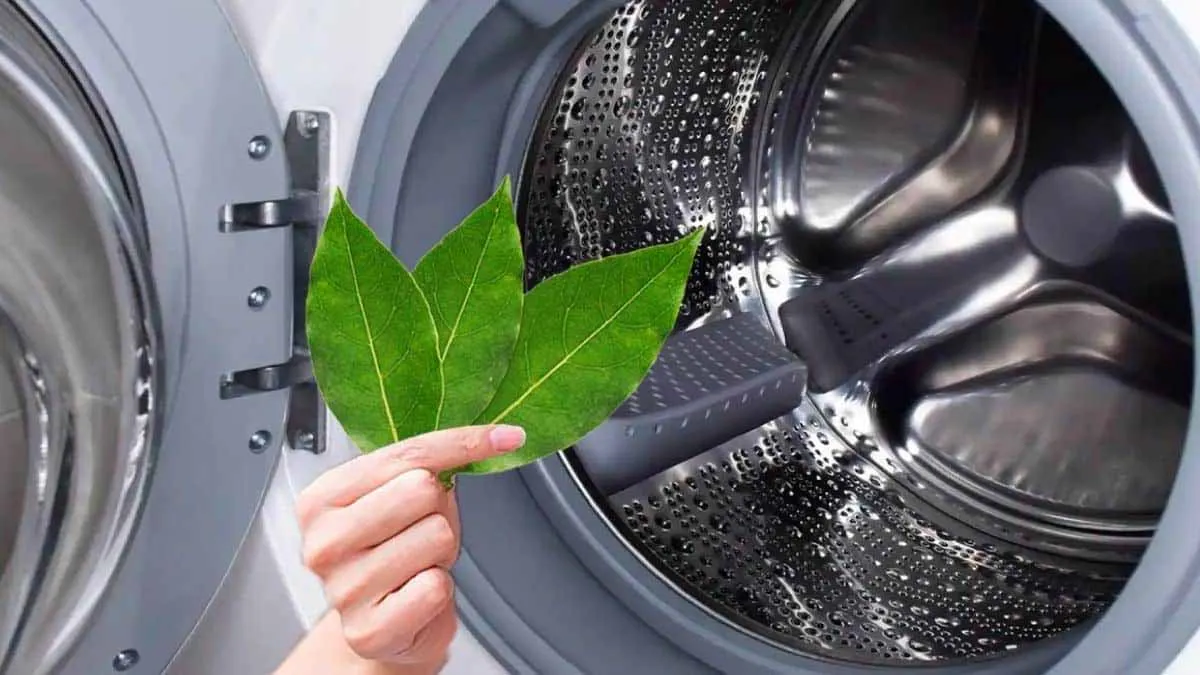 Wat laurier kan: meer dan alleen in de keuken