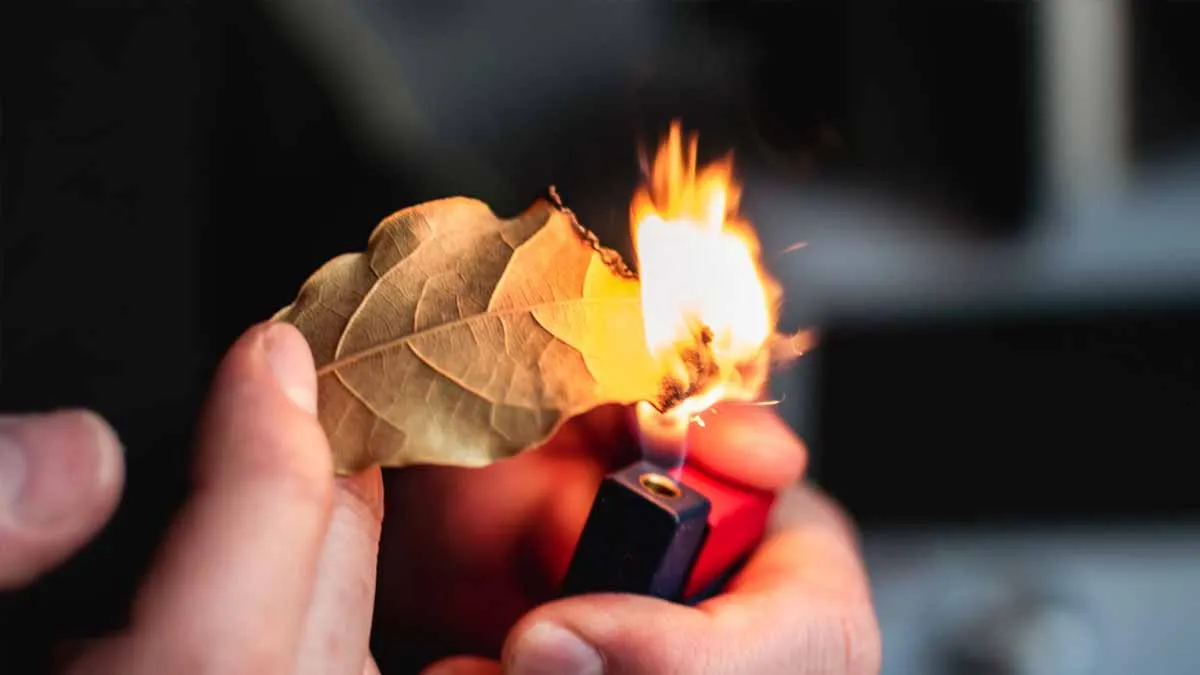 Laurierbladeren: een rustgevend ritueel voor het dagelijkse leven