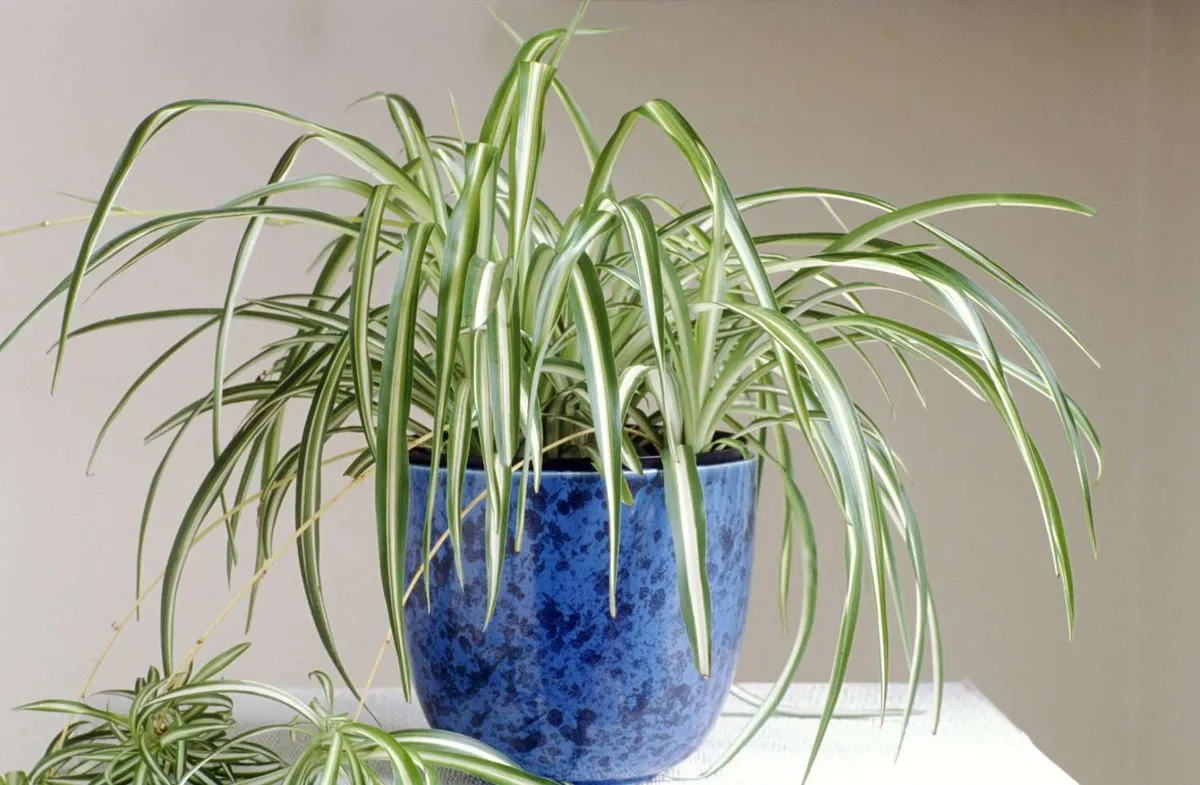 Hoe vaak water geven aan een spiderplant zodat hij blij en gezond blijft
