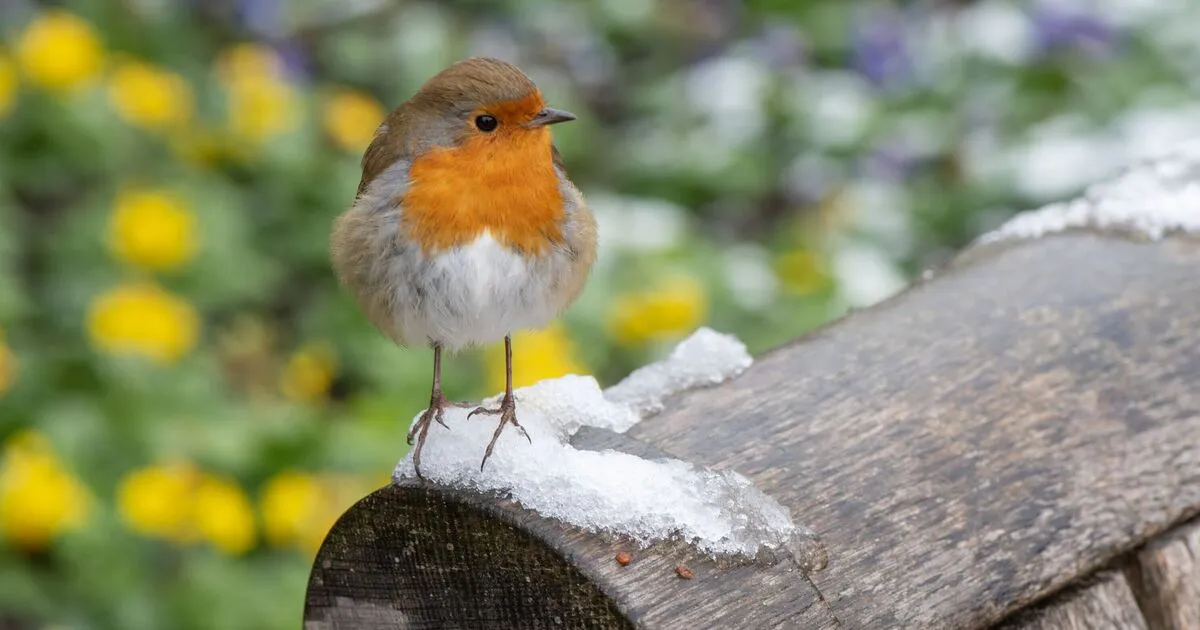 Vogels in de wintertuin: een toevluchtsoord vol leven